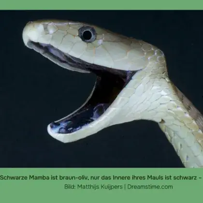 Man sieht eine weiße Schlange mit aufgerissenem Maul.