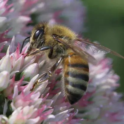 Biene sitzt auf einer rosa Blume