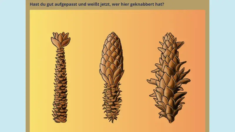 Angeknabberte Zapfen