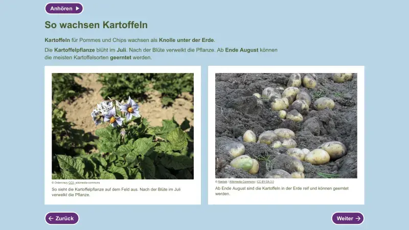 Kartoffelpflanzen